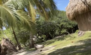 Monkey Just Wants to Cuddle