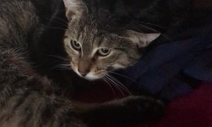 Cats Of A Feather Chirp Together