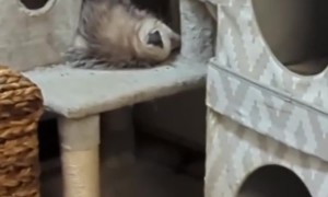 Possum crashes cat hotel in garage