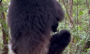 Lemur Sings A Beautiful Song