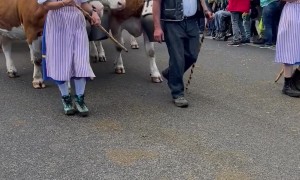 Alpine Cow Parade In Switzerland