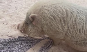 Piggy on the Beach in Mexico