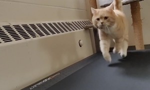 The Most Pawsome Fitness Influencer