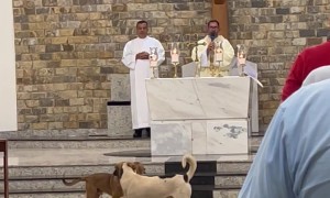 Dogs Don't Pay Attention In Church