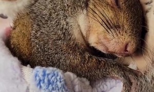 Sweetly Sleeping Squirrel