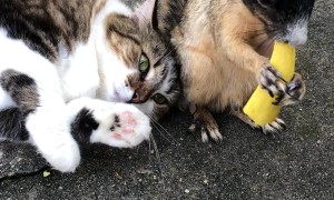 Cat Cuddles Hungry Squirrel