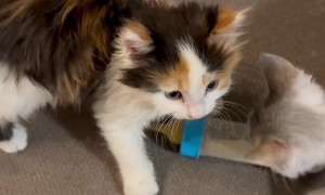 Tiny Thief Knows What's Hers