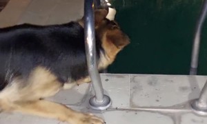 Too Friendly to Be a Guard Dog