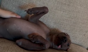 Derpy Xolo Lets Tongue Hang Out