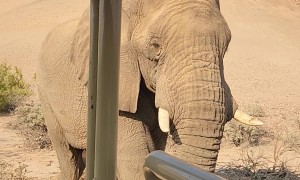 There's an Elephant on My Hood!