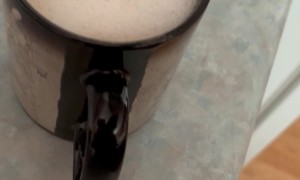 Cats Think Whipped Cream Coffee Treat Is for Them