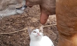 Kitty Craves Cow's Milk