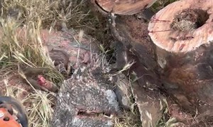 Man Accidentally Kills Snake While Cutting Firewood