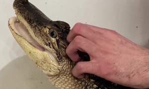 Pet Alligator Takes a Bath
