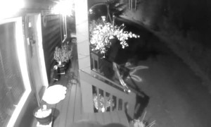 Bear Checks Out Trick-or-Treat Candy