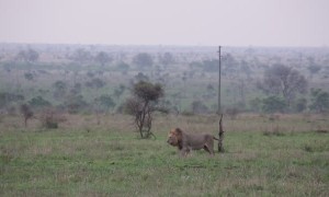 Buffalo Chase Away Lions