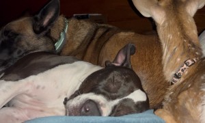 A Cuddle Pile Of Cute Companions