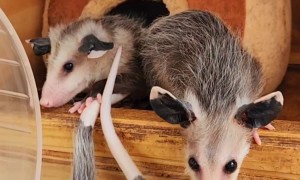 Clown Car: Baby Opossum Edition
