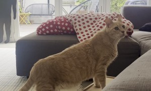 Vituzzo Lives His Best Life With Prosthetic Hind Legs