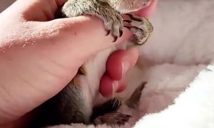 Bath Time for Baby Squirrel