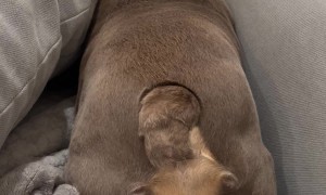 Buggy The Bulldog Can’t Work The Couch