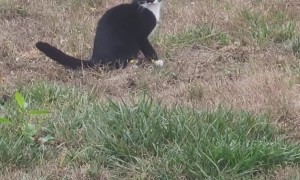 Cat Chases Early Morning Moths