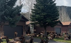 Elk Take Over Neighborhood in Estes Park, Colorado