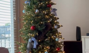Kitten Cozies Up In Christmas Tree