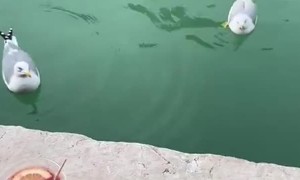 Bird Steals Woman's Snack