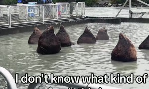 Sea Lions Soak In Summoning Circle