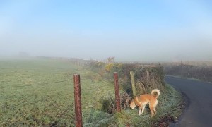 Fog Bow Spotted in the Fields