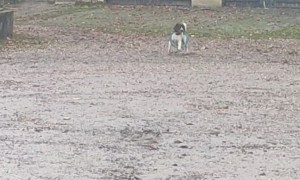 Springer Spaniel Happily Skips