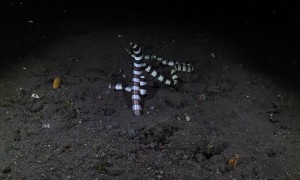 Striped Eels Swim To Make New Eels