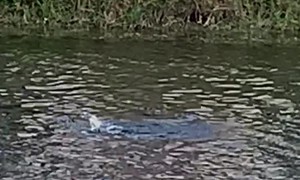 Otter Scraps With Iguana