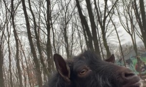 Guy and Goat Snort at Each Other