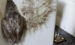 Stuck Duck Decomposes In Door