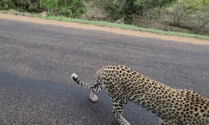 Leopard Brazenly Approaches Safari Vehicle