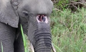 Elephant With A Birth Defect Lives Happily