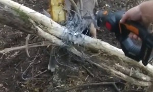 Deputies rescue deer after two days entangled in barbed wire