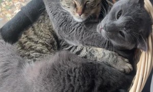 Cozy Cats Cuddle In Basket