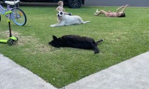 A Family Of Roly-Polies