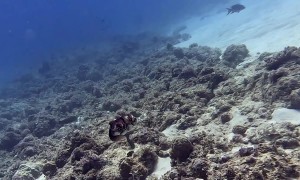 Octopus Clings to Diver's Hand