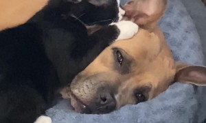 Kitten Grooms Dog's Ears