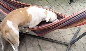 Lucy Loves Her Hammock