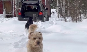 Doodles Dash Through Drifts Of Snow