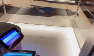 Polite Man Helps Confused Robots Exit Elevator