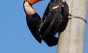 Toucan Takes Other Eggs