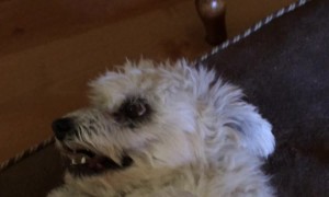 Vicious Little Dog Secretly Loves Belly Rubs