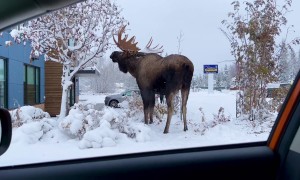 Mega Moose Munching