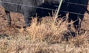 Cows Stuck In Get Along Ladder